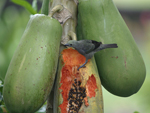 Palm Tanager    Thraupis palmarum